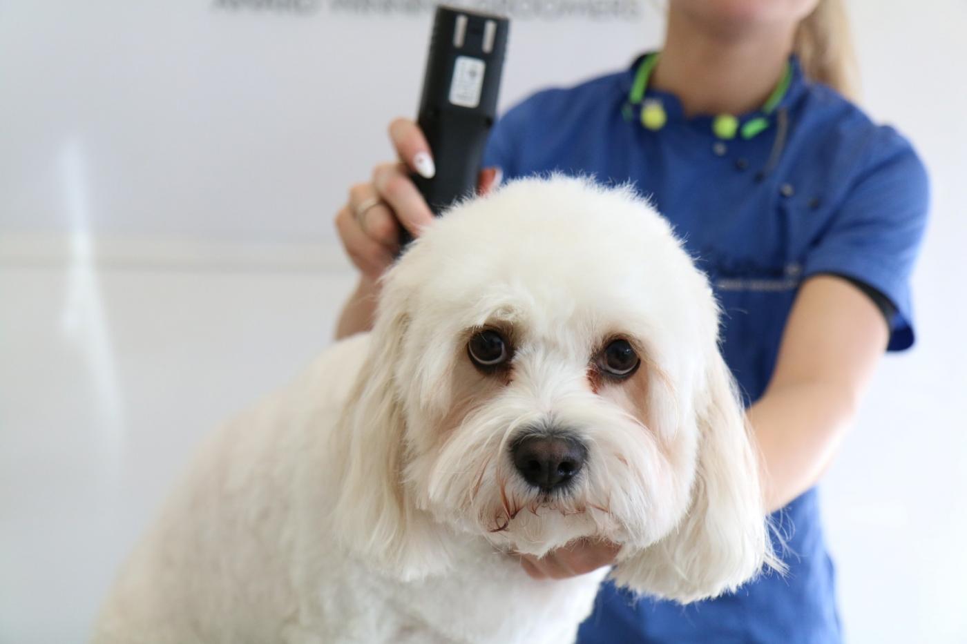 Qualified Dog Groomers WestLondon Dogs Delight